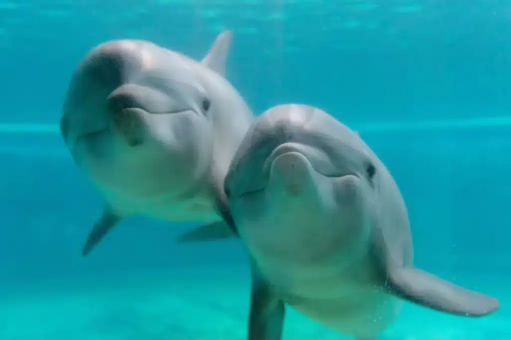Two dolphins swim close together underwater, facing the camera, with a turquoise background.