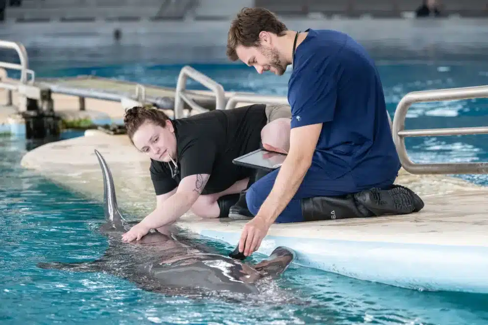 Two people examine and interact with a dolphin at the edge of a pool, one holding a device.