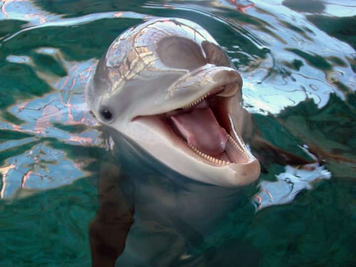 A dolphin with its mouth open is partially submerged in clear water.
